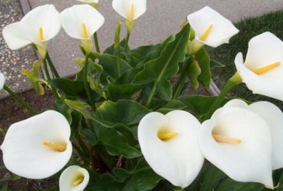 马蹄莲的养殖方法和注意事项,马蹄莲养殖技术方法和注意事项