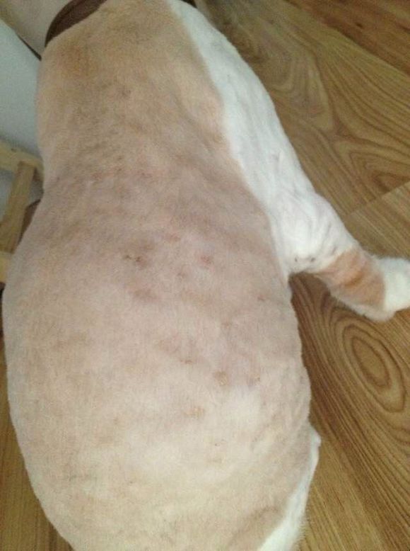 猫癣经历,猫癣的形成原因与治疗方法