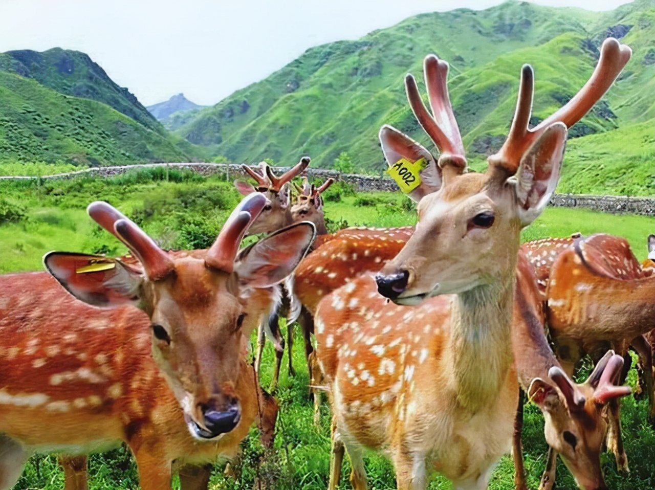 鹿角自然脱落是鹿茸吗,鹿角会自然脱落为什么还要割鹿角
