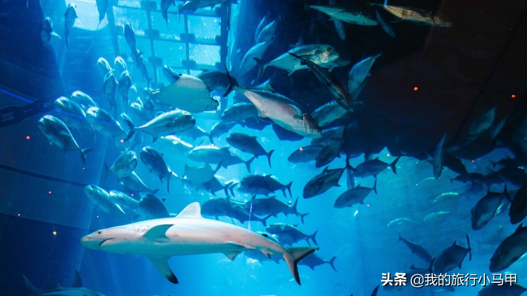 迪拜旅游最全最完美最实用攻略,迪拜旅游最详细攻略