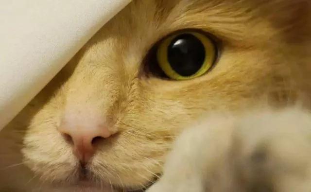 猫咪身体里的神奇小开关,小猫咪身上的几个神奇的器官