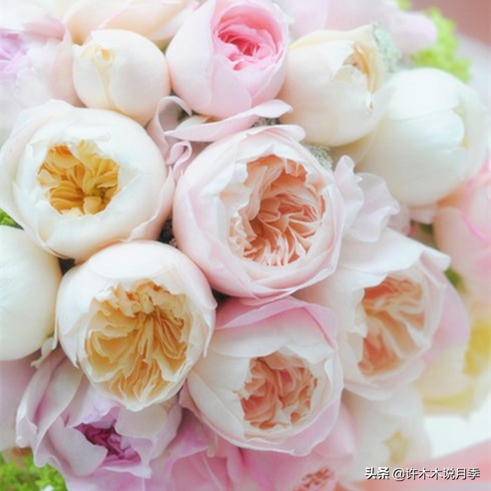 新手月季种植手册，牢记这6点，不死苗、开花多。新手收藏备用