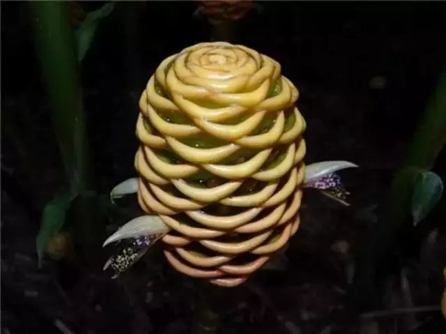 世界顶级奇花异卉,最美奇花异卉