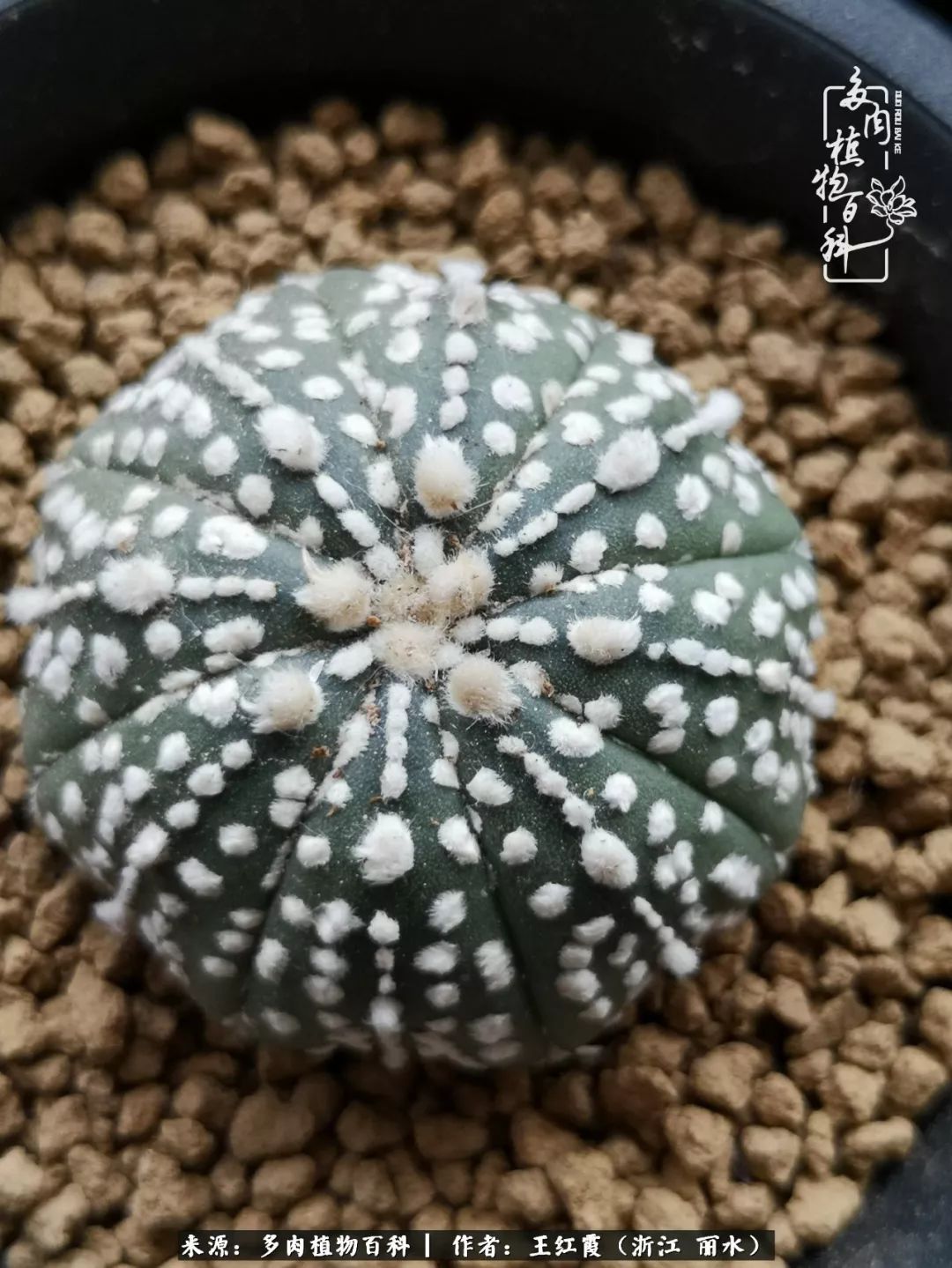 仙人球春天露养条件,仙人球露养条件