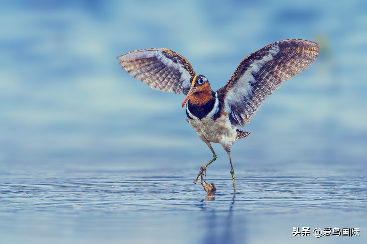 观鸟大年,观鸟大年免费