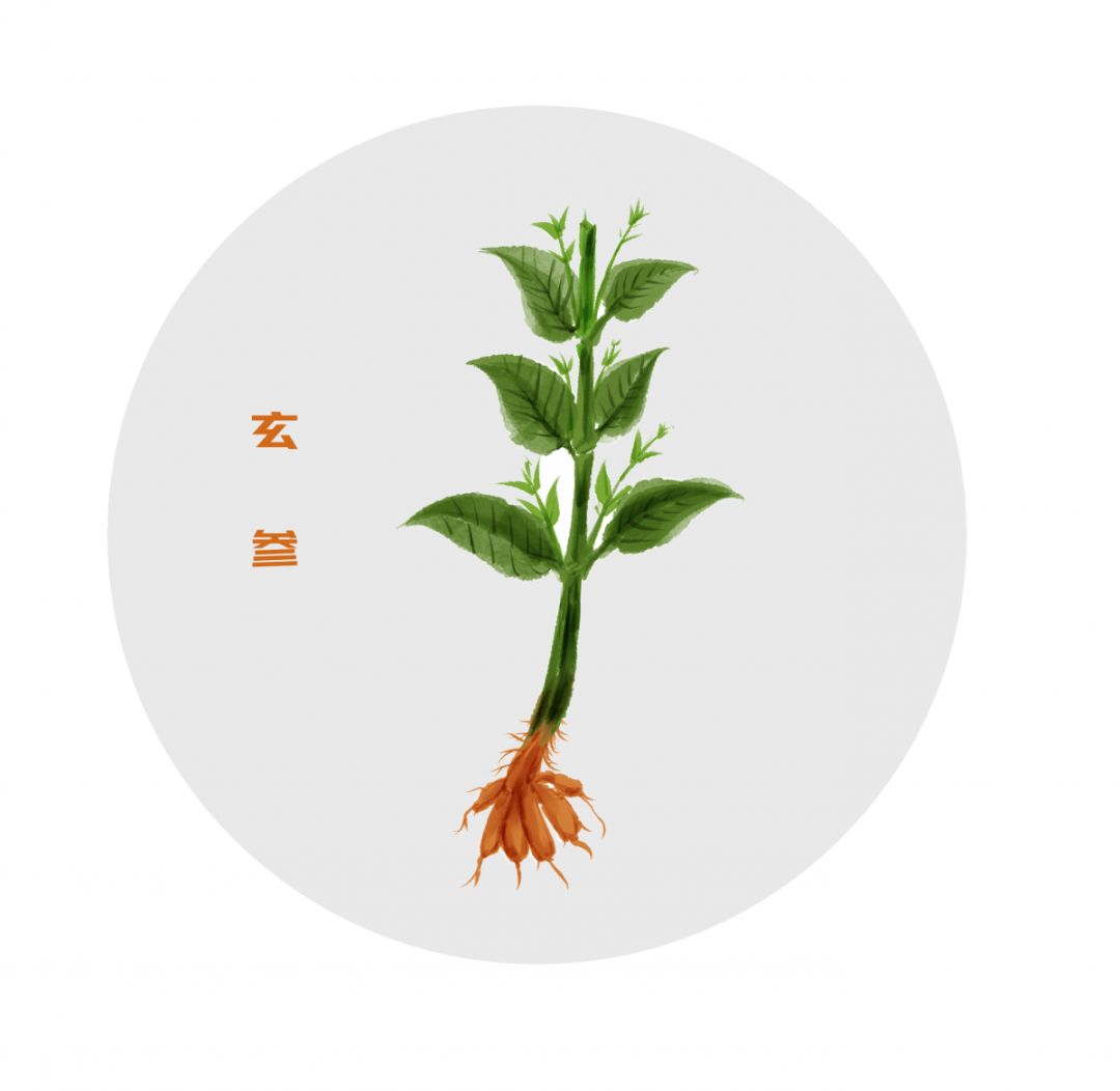 新开河参和高丽参功效有什么区别,什么中药和人参的功效一样