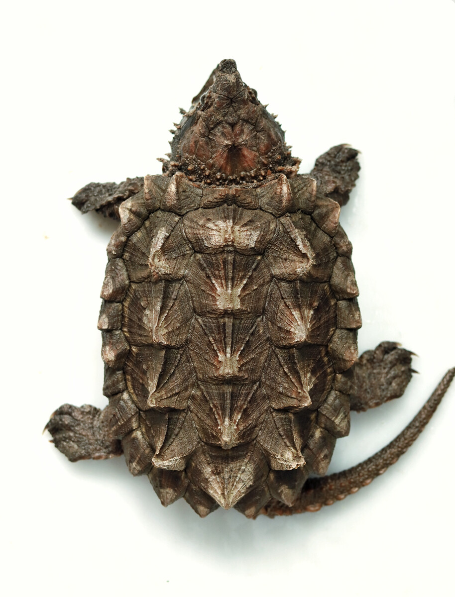 真鳄龟苗咬合力怎么样,真鳄龟可以被驯化吗