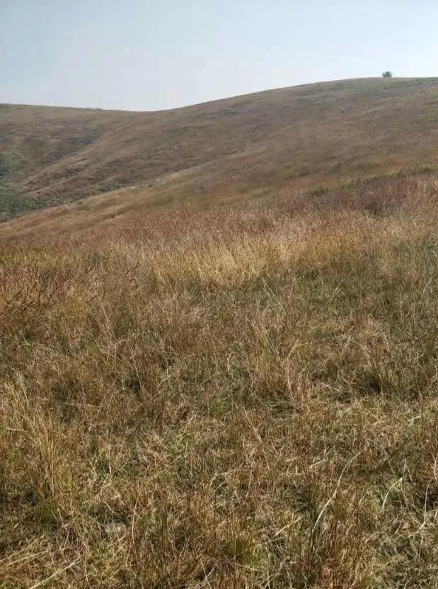 想不通就去爬山看海吧,呼伦贝尔大草原自驾游攻略