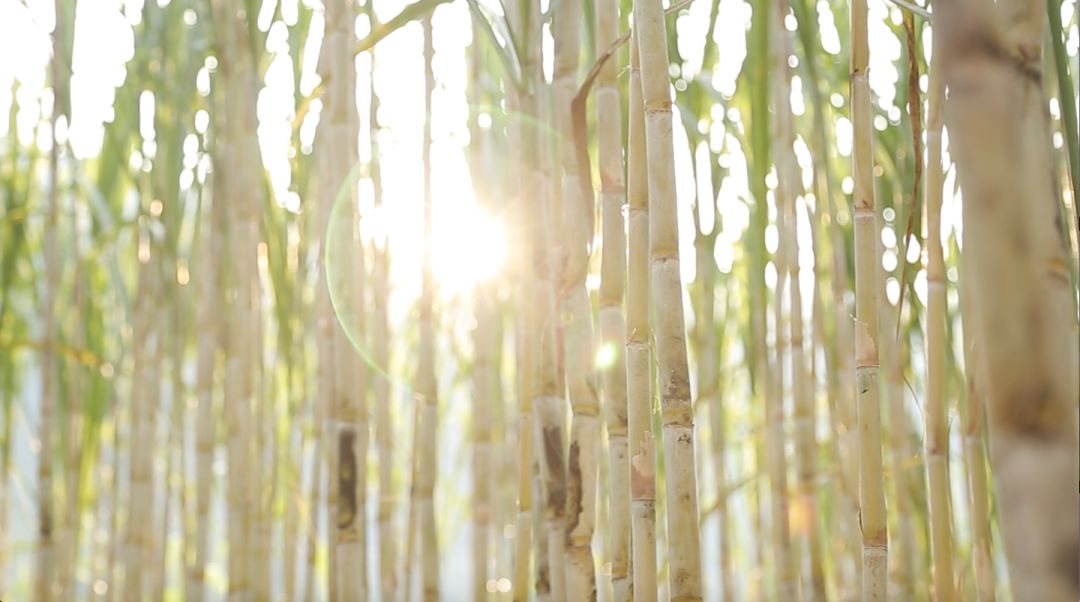 一根甘蔗榨五瓶蔗汁?!知道真相的我果断选择了……