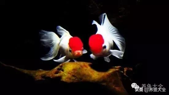 阳台养金鱼会被晒死吗,鱼缸养金鱼为什么总是死