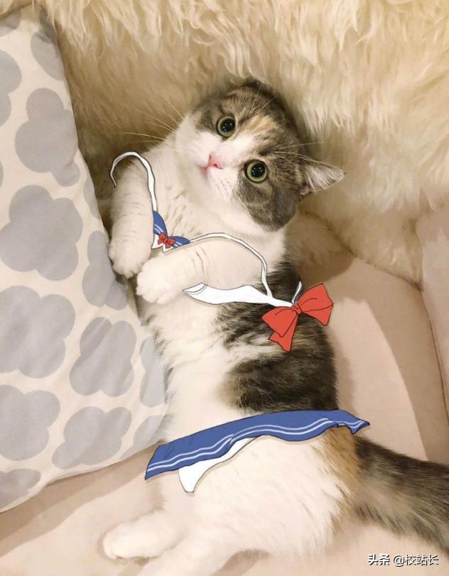 治愈系猫咪图片蓝猫,猫咪分享一组治愈系猫咪