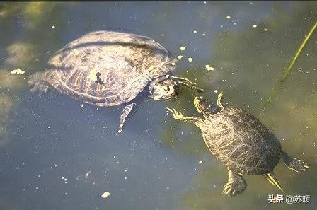 养巴西龟的基本知识,新手养红耳巴西龟怎么养