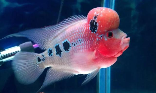 罗汉鱼苗是不是罗汉鱼,罗汉鱼苗需要什么样的水质