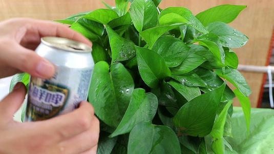 绿萝通用肥可以化成水来浇花吗,绿萝浇什么水施什么肥长得油绿