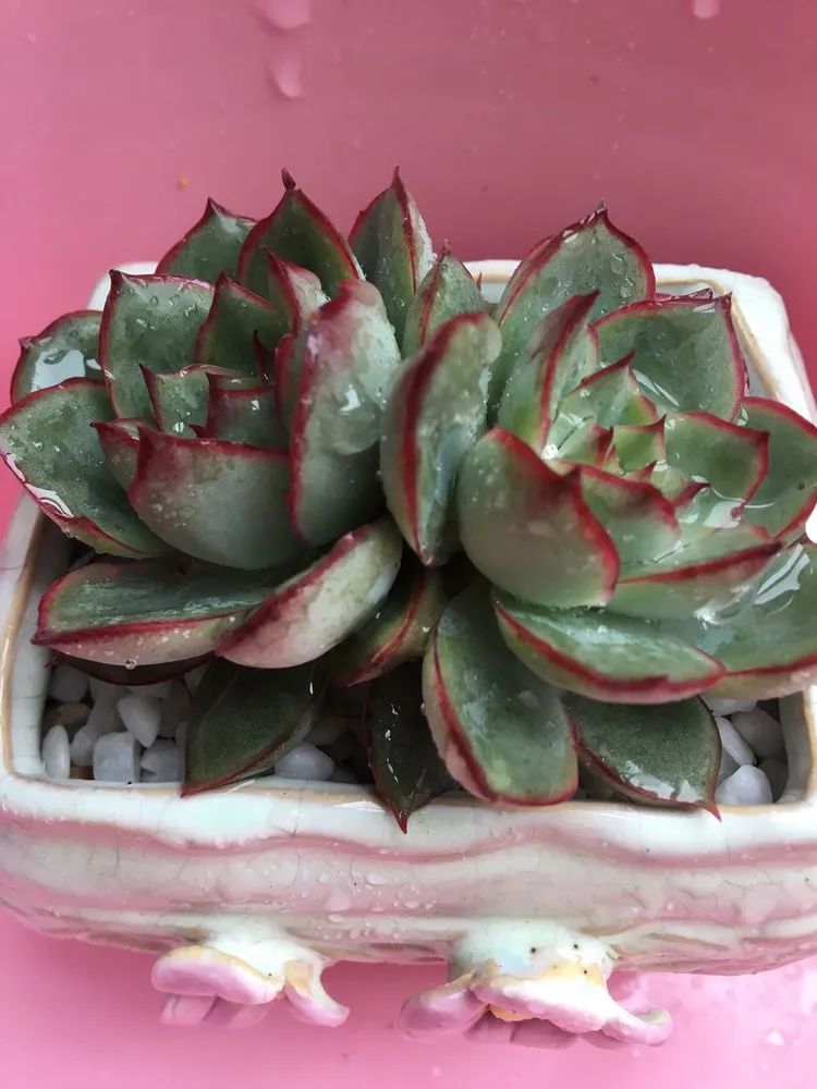 五颜六色的透明多肉,颜色超好看的多肉