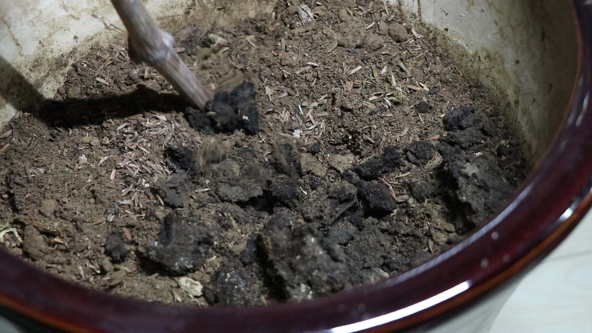 扦插葡萄在什么时候最合适,春季扦插葡萄的方法和注意事项