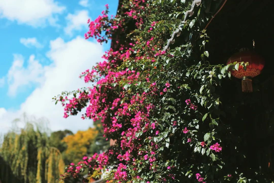 丽江最值得去的民宿,推荐云南丽江民宿