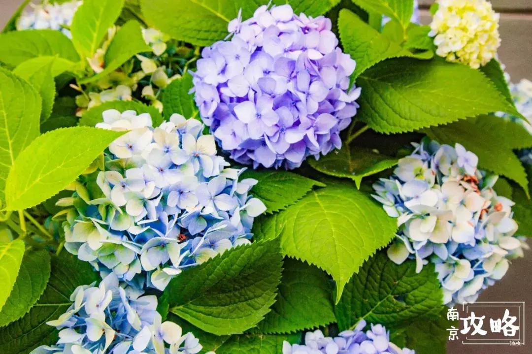 慧园里,南京城中,时光交错的角落