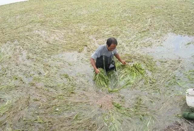 养殖小龙虾塘里有青苔怎么消除,养殖小龙虾水质太脏臭用什么药