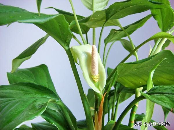 盆养万年青,万年青用什么盆栽好看又好养