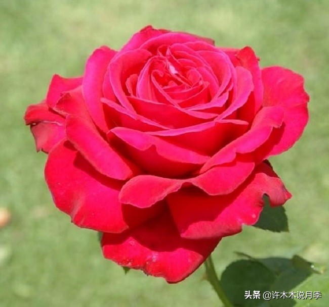 20款大花浓香的月季,好看好养四季开花的月季