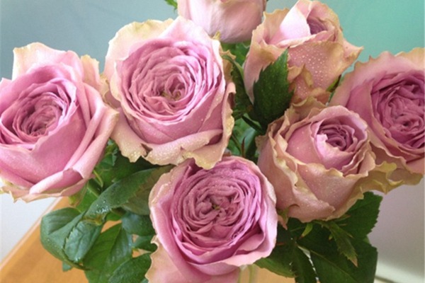 蓝色妖姬浪漫情怀,蓝色妖姬忧郁蓝调