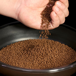 黑坑垂钓回锅鲤鱼的三种饵料，无需任何小药也能爆护