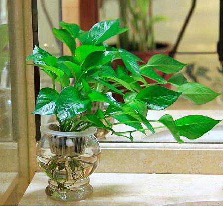 水培植物长青苔怎么办,怎么快速去青苔和黄苔小窍门