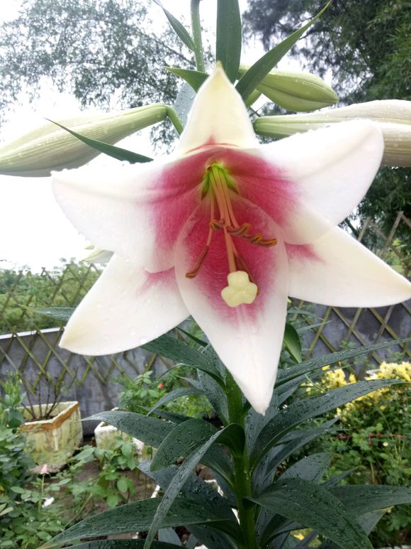 百合叶黄怎么办,百合竹叶子发黄发软的解决方法