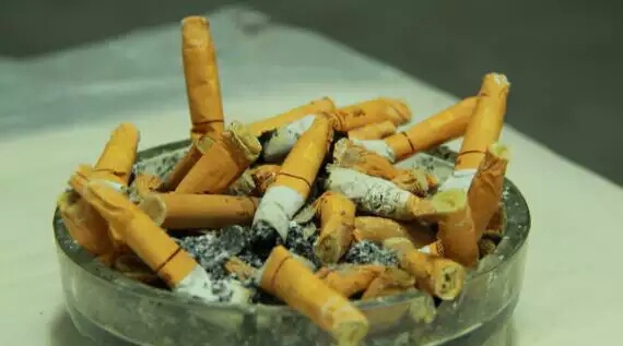 花盆里的小飞虫用什么办法能解决,花盆里有小飞虫怎么办快速解决