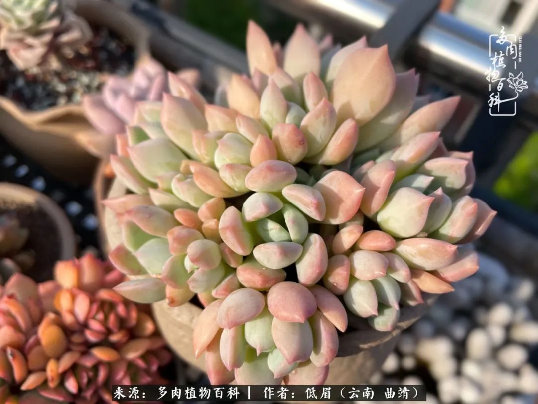 怎么在多肉植物百科投稿,怎样向多肉植物百科投稿