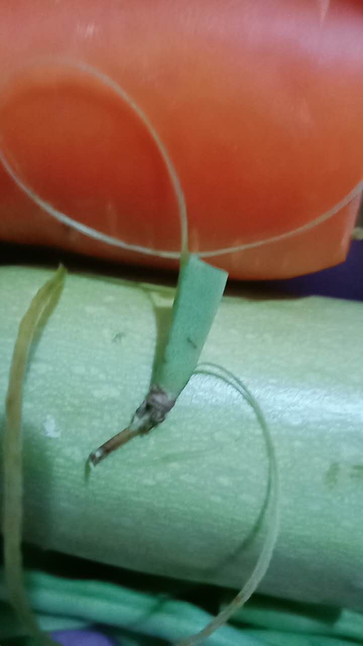 甜蜜蜜的素瓜汤，配上“黑暗排骨”，这个夏天恋爱了