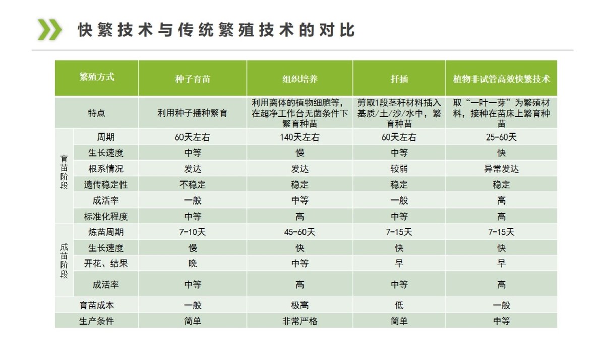 与樱花齐名的草坪—丛生福禄考
