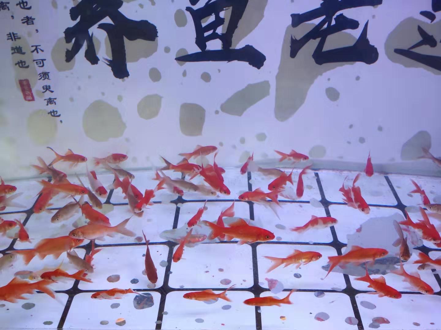 饲料鱼品质的好坏，决定中大型观赏鱼的体质，我们应该如何选择？