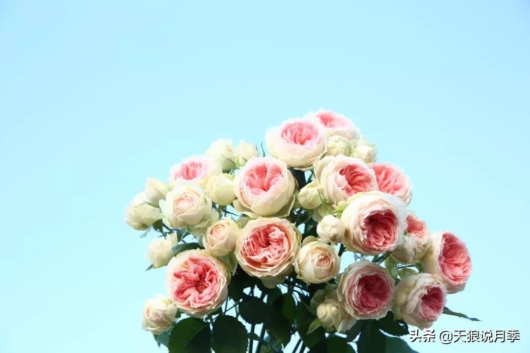 抗病性好的月季推荐,哪些月季品种抗病强