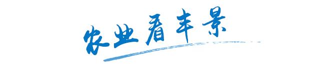 抗病抗倒高产的小麦品种有哪些,什么小麦品种抗倒伏强又高产