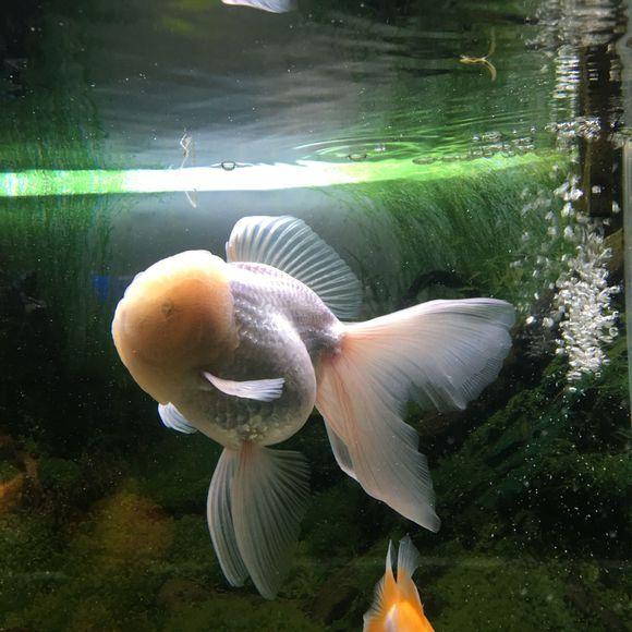 狮子头金鱼头朝下怎么办,狮子头金鱼头有点发黑怎么办