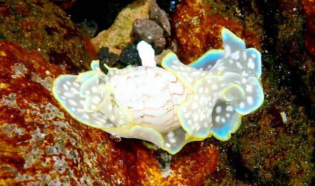 带你们看一下神奇的海底世界,高清60帧海底世界