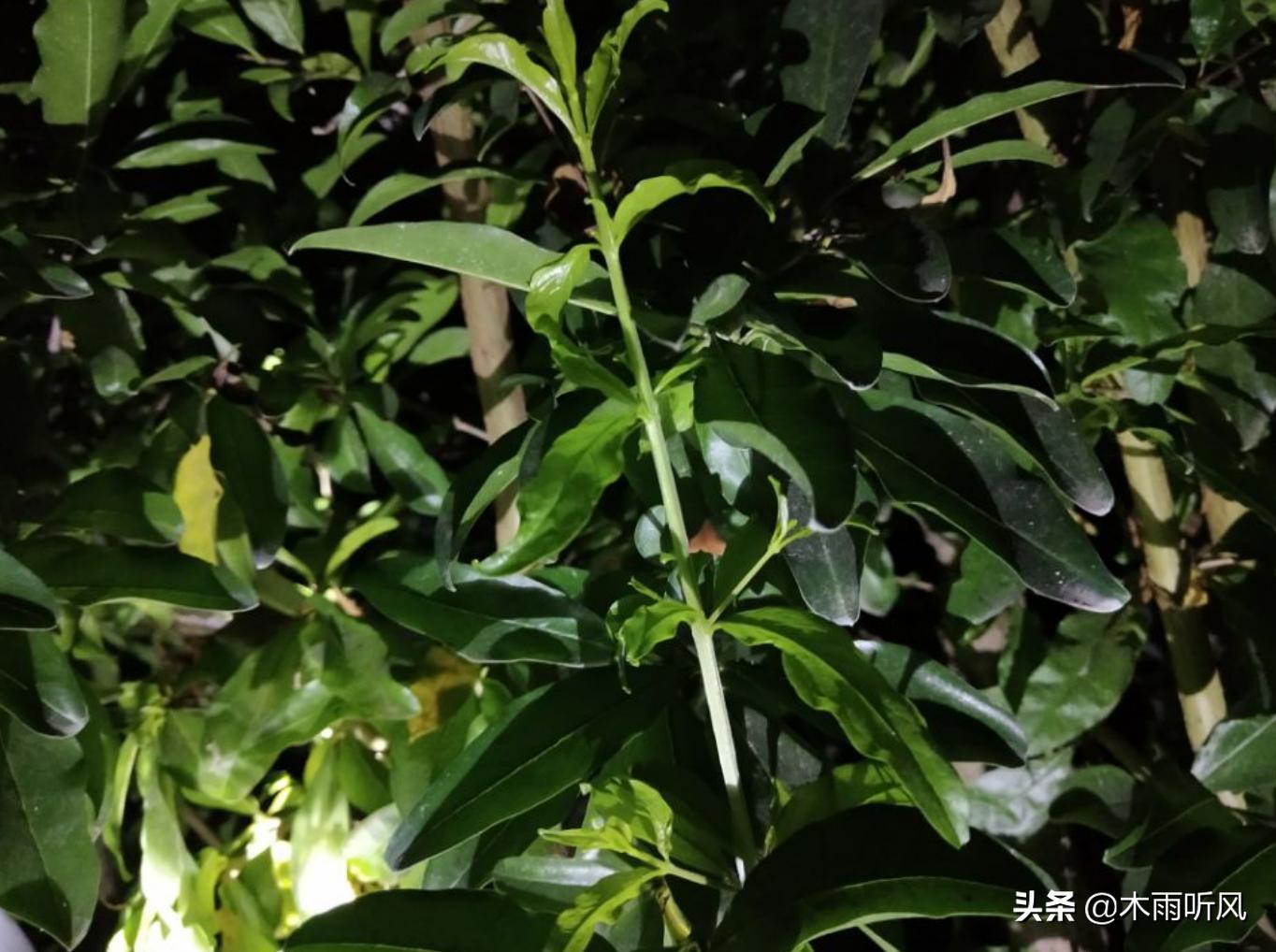 石榴树移栽的最佳时间和方法,石榴树移栽最佳时间是几月份