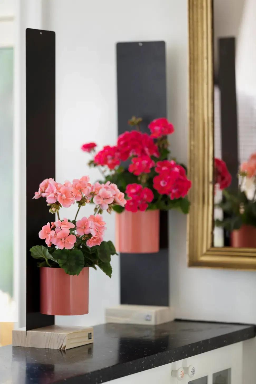 阳台天竺葵容易爆花品种,天竺葵最能开花的品种