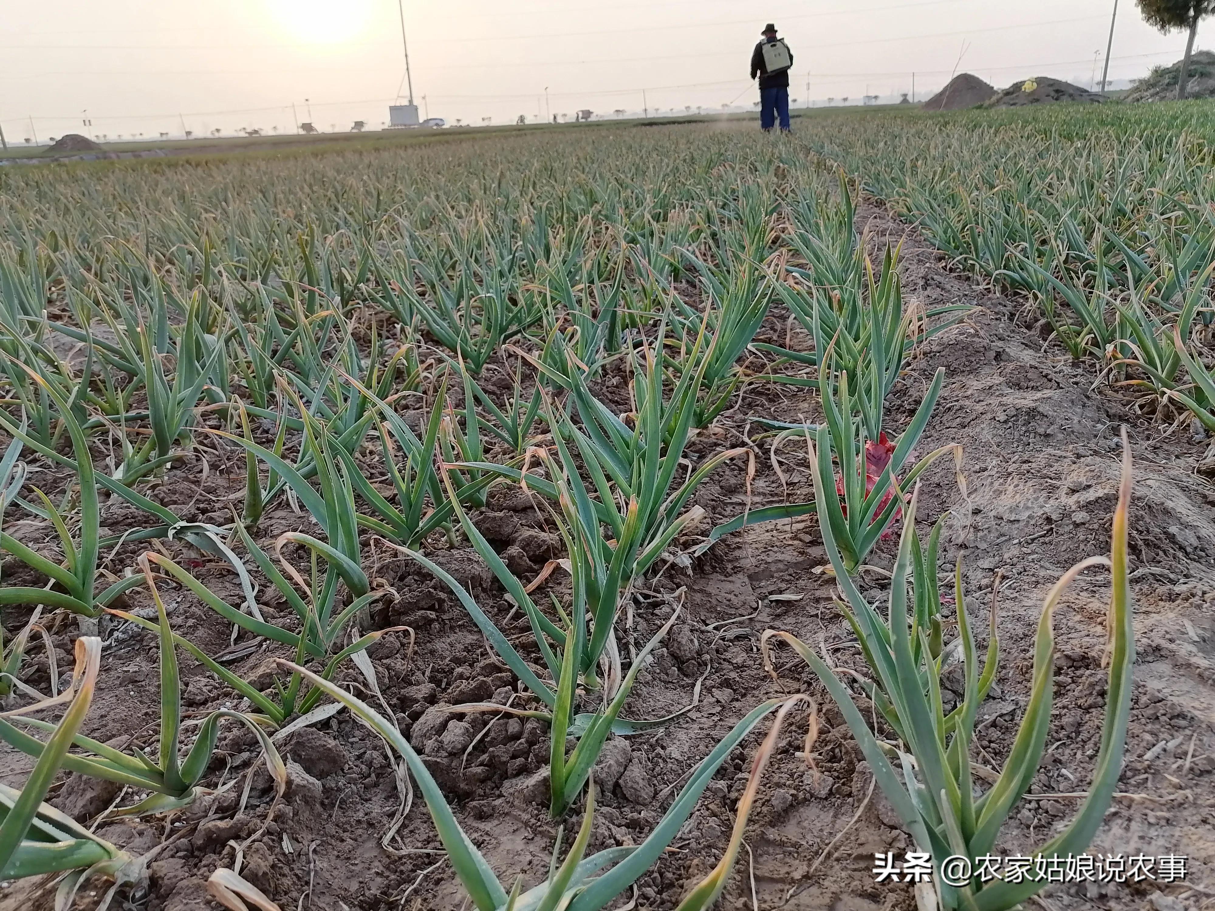 女子嫁给酒鬼丈夫,农村女人嫁给城里人怎么样
