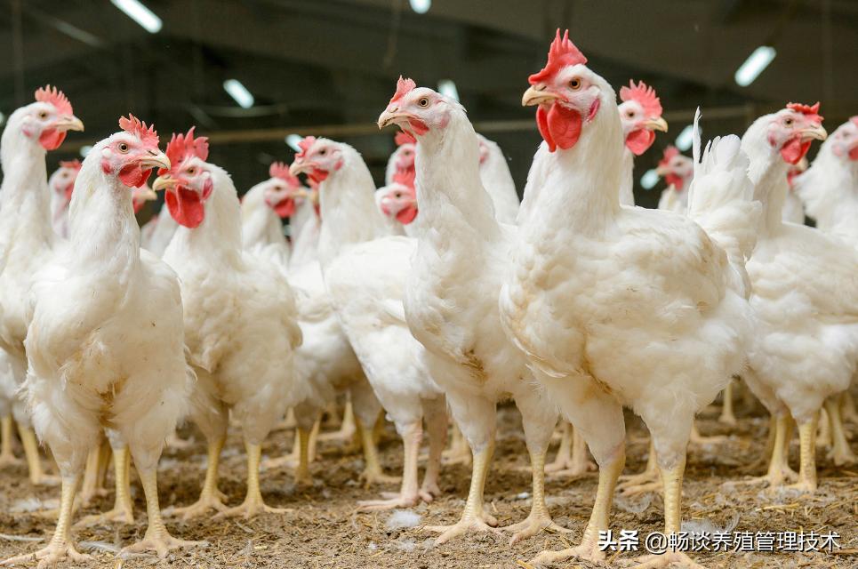 鸡干吃不上膘有什么好办法,鸡干吃不长是什么原因