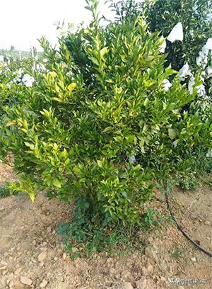 柑橘黄化病，仅靠这一招，只用十天时间可以轻轻松松解决