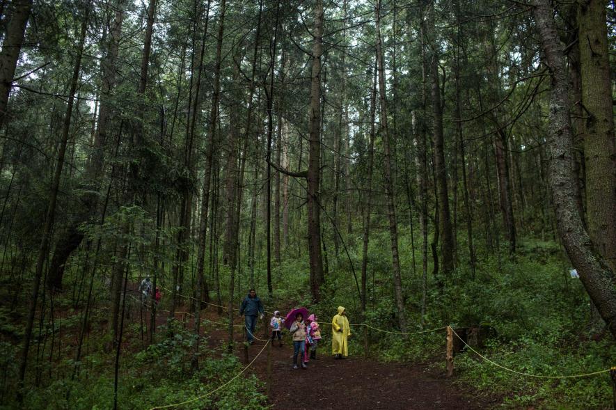 穿过玉米农田、冷杉森林，闯入墨西哥萤火虫梦幻小镇