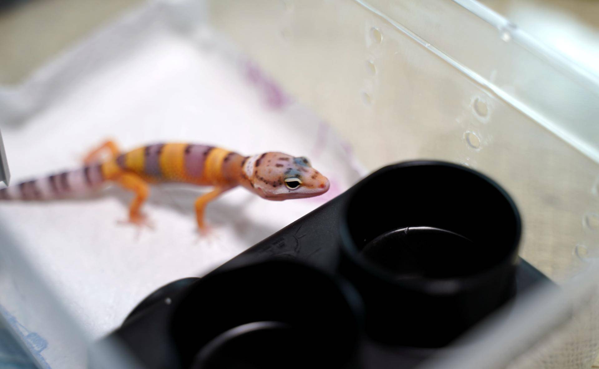 新手如何饲养一只豹纹守宫知乎,如何养好一只豹纹守宫