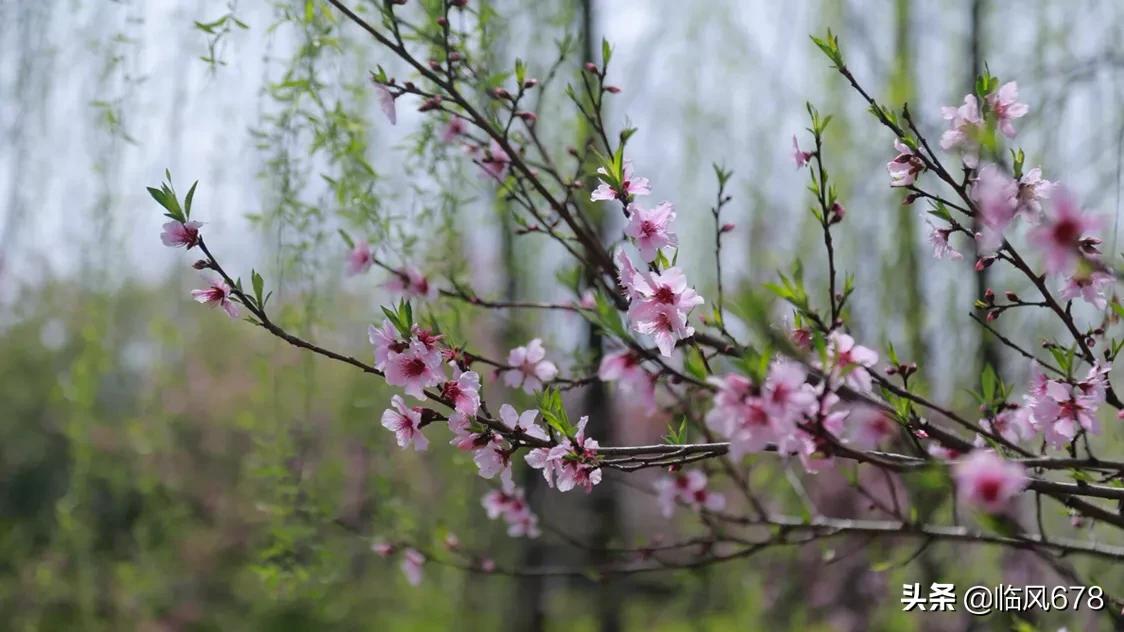 杭州丁桥千桃园,杭州皋亭山千桃园