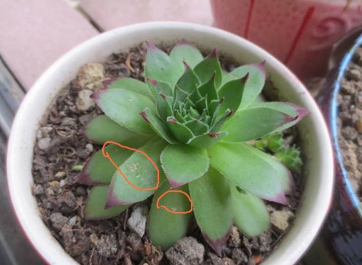 养观音莲有哪些注意事项,养护多肉观音莲小技巧