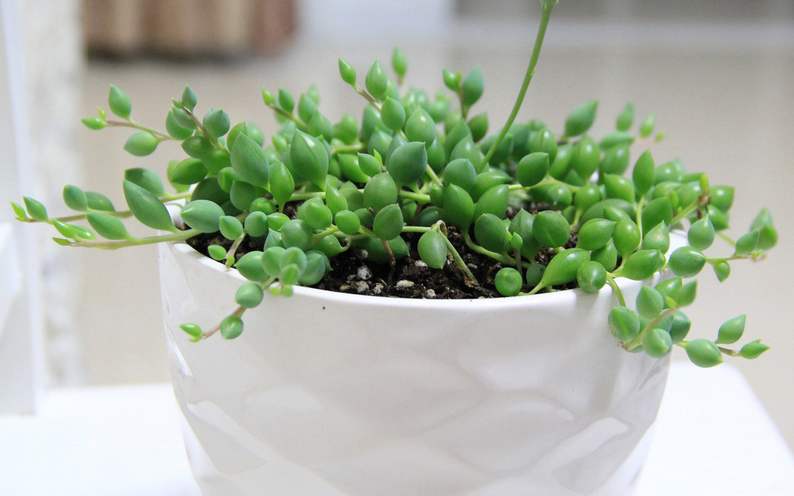 多肉佛珠长藤,多肉佛珠吊兰抗寒吗