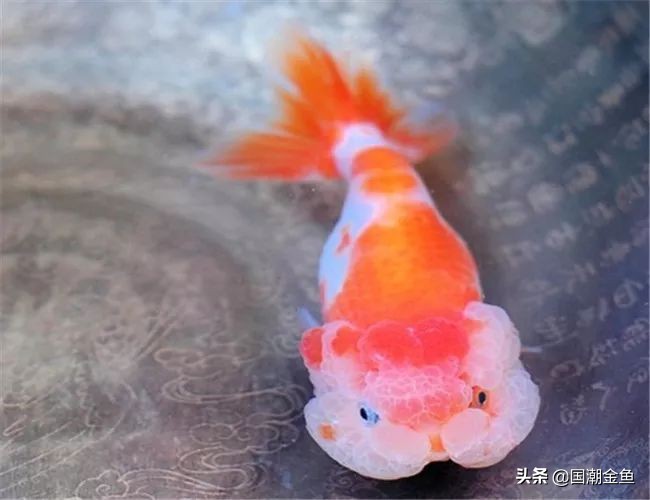 中国的金鱼产地在哪里,中国金鱼三大产地