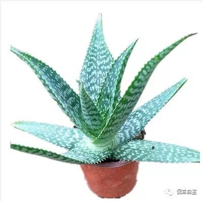 万能芦荟哪种好用,万能的芦荟